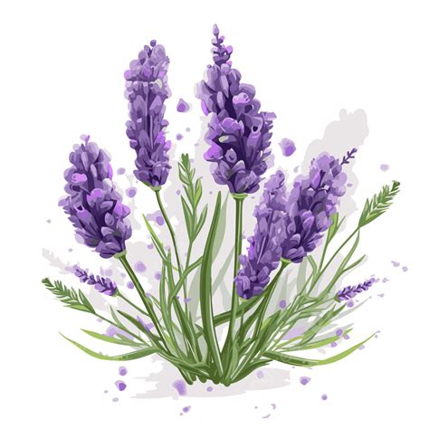 free lavender clipart|Lavender Vector Art, Icons, and Graphics for Free .
